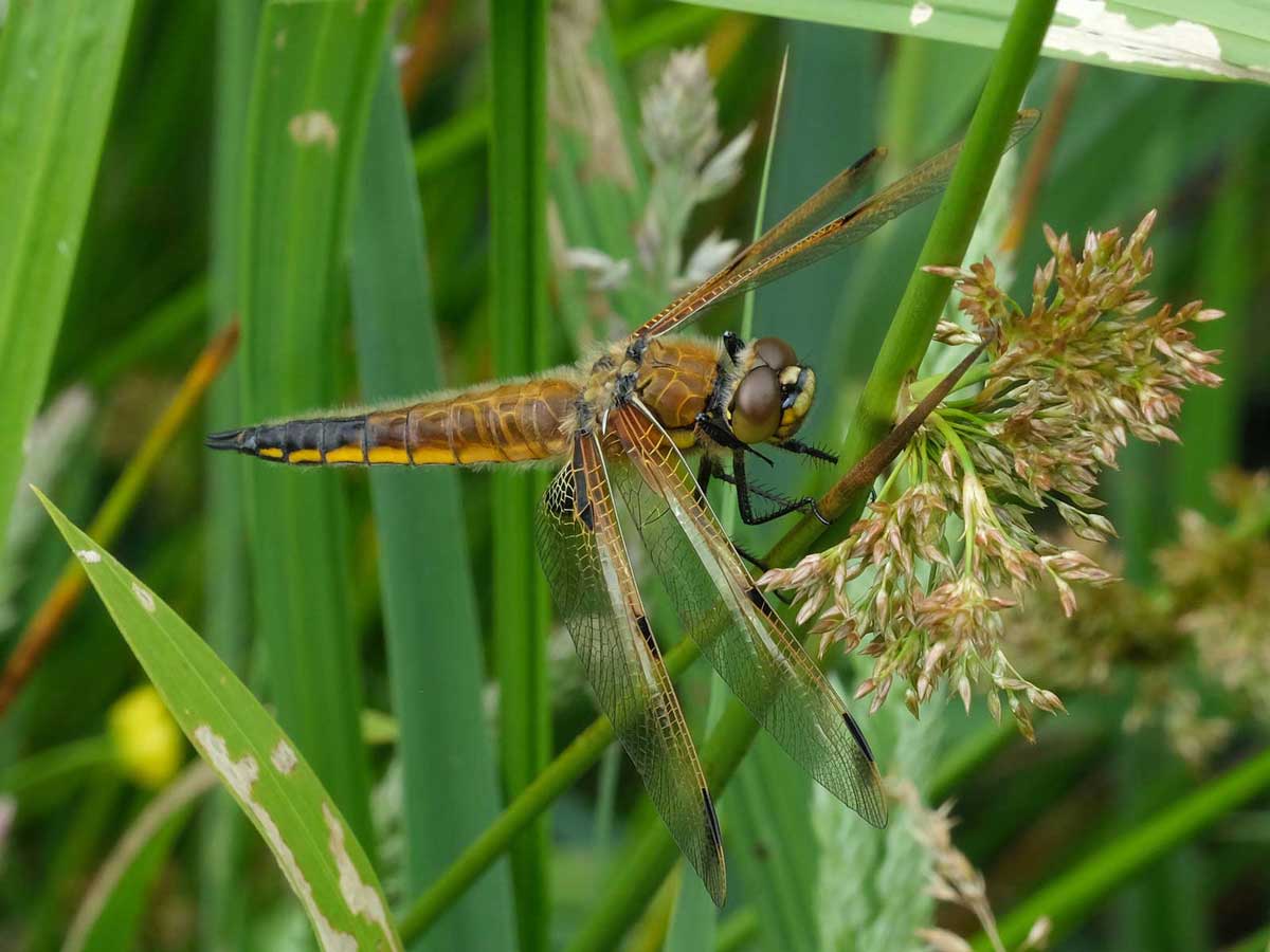 Libellula_quadrimaculata